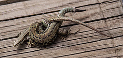 20110608 5430RAw [F] Mauereidechse (Podarcis muralis), Vauvert, Camargue