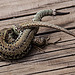 20110608 5430RAw [F] Mauereidechse (Podarcis muralis), Vauvert, Camargue