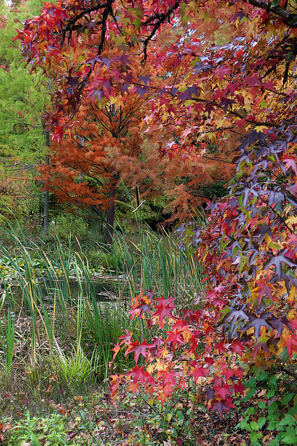 Une explosion éphémère de couleurs en forêt .