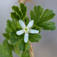 Wild Gooseberry