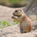 ~ Prairie dog ~ Mmm..... it's so delicious to nibble ~