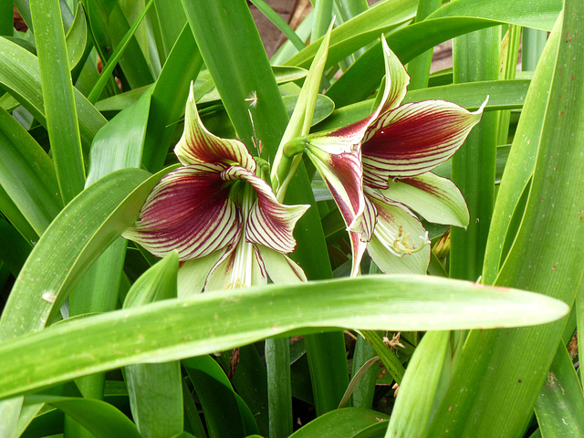 lilies