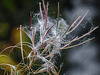 20170923 2965CPw [D~MI] Schmalblättriges Weidenröschen (Epilobium angustifolium), Großes Torfmoor, Hille