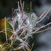 20170923 2965CPw [D~MI] Schmalblättriges Weidenröschen (Epilobium angustifolium), Großes Torfmoor, Hille