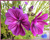 Wilde Malve (Malva sylvestris)  ©UdoSm