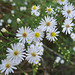 Small white asters