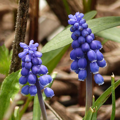 Day 3, Grape Hyacinth / Muscari botryoides, on way to Hillman Marsh