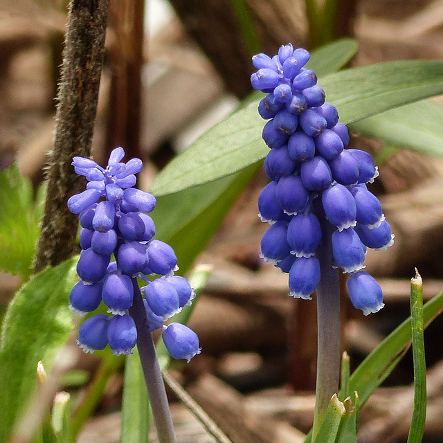 Day 3, Grape Hyacinth / Muscari botryoides, on way to Hillman Marsh