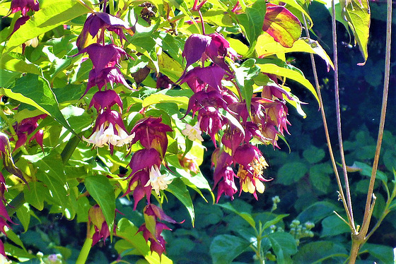 What started out as a little plant last year, has become a fabulous bush