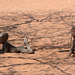 Namibia, Himba Children in the Village of Onjowewe