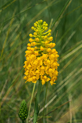 Gymnadeniopsis integra (Yellow Fringeless orchid)