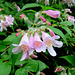 Chinese Honeysuckle (Linnaea dipelta)