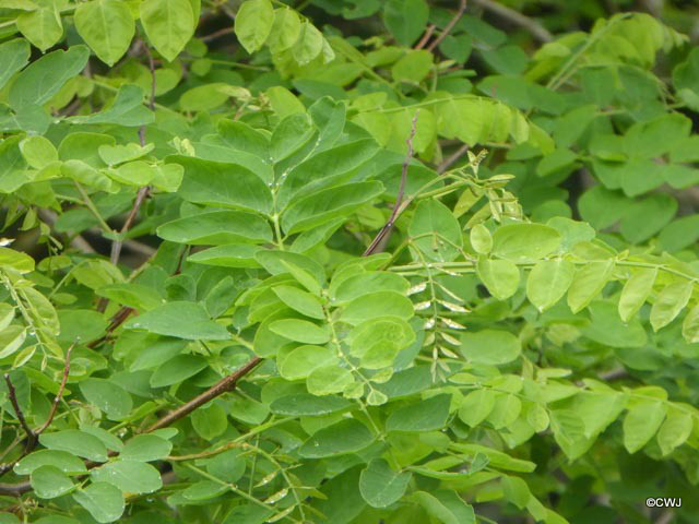 Robinia Pseudoacacia