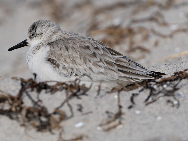 Sanderling