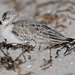 Sanderling