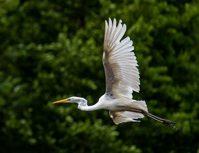 Great white egret