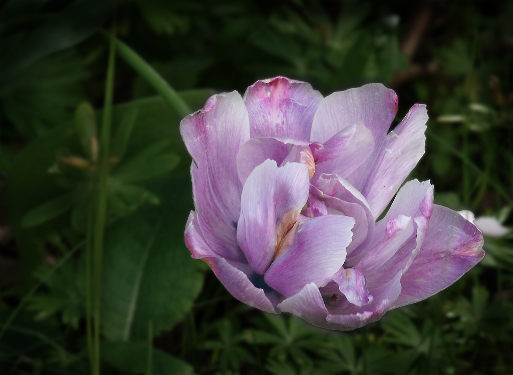 Pinkfarben Tulpe