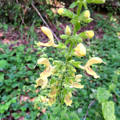 Klebriger Salbei / Gelber Salbei (Salvia glutinosa)