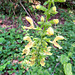 Klebriger Salbei / Gelber Salbei (Salvia glutinosa)