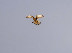 Kestrel