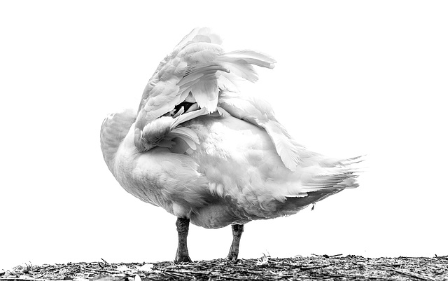 Mute Swan