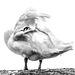 Mute Swan