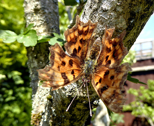 Comma butterfly