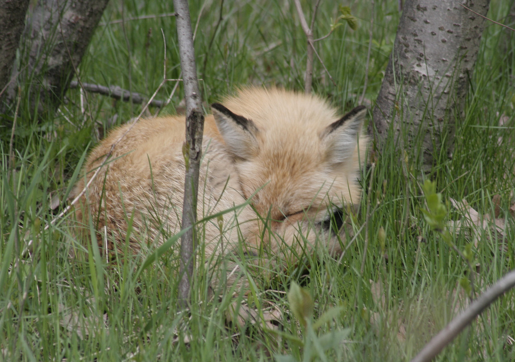 ZZZZZZZ..........