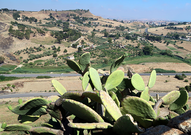 Prickly pear and landscape