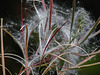 20170923 2966CPw [D~MI] Schmalblättriges Weidenröschen (Epilobium angustifolium), Großes Torfmoor, Hille