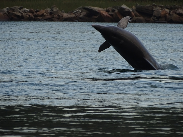 DSC04969 - boto-da-tainha Tursiops truncatus gephyreus, Cetaceae