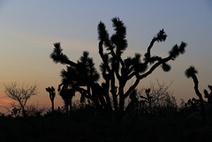 Desert Sunset