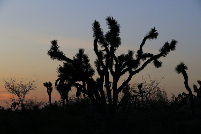 Desert Sunset