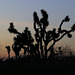 Desert Sunset