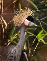 African crowned crane