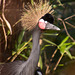 African crowned crane