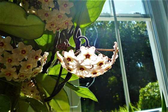 My hoya has got so many blooms this year