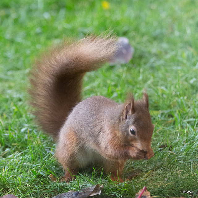 One of the resident Red Squirrels having its breakfast this morning