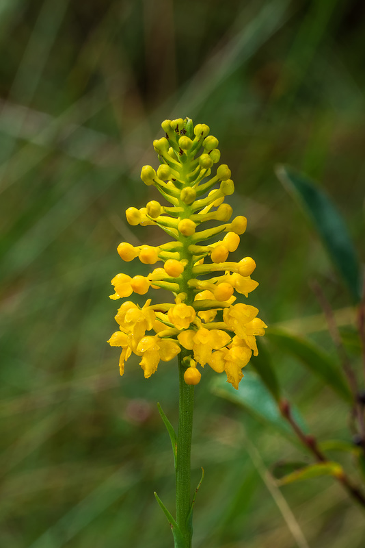 Gymnadeniopsis integra (Yellow Fringeless orchid)
