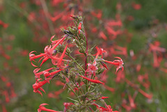 Scarlet Gilia