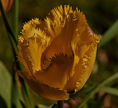 Parrot Tulip 1