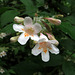 Chinese Honeysuckle (Linnaea dipelta)