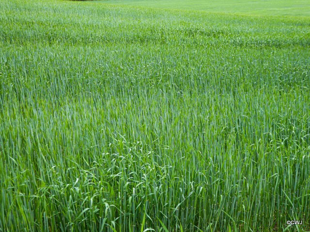 Young Barley