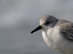 Sanderling