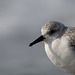 Sanderling