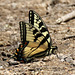 Eastern tiger swallowtail butterfly (Explored)