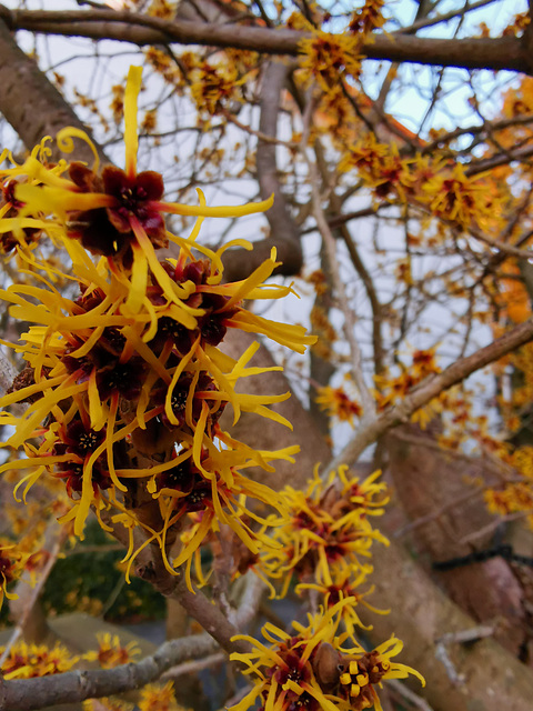 Ein Frühlingsbote - die Hamamelis (Zaubernuss)