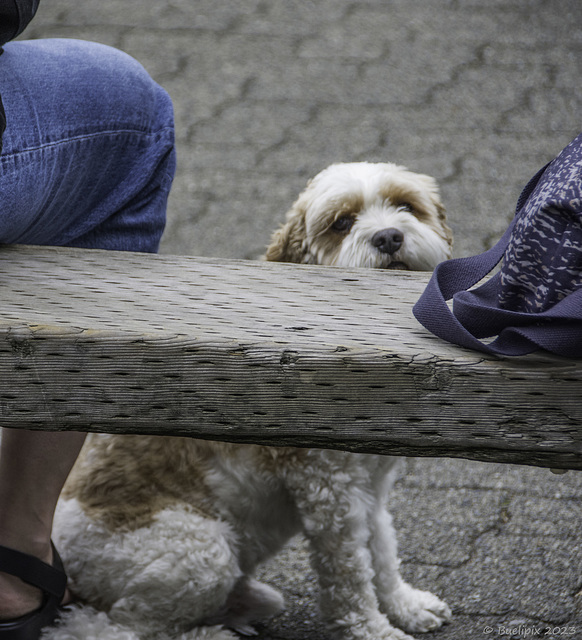 ob's dem langweilig ist? (© Buelipix)