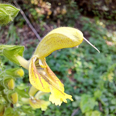 Klebriger Salbei / Gelber Salbei (Salvia glutinosa)