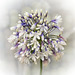 Agapanthus